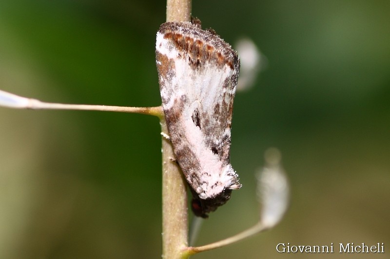 Noctuidae (?) da ID - Elaphria venustula